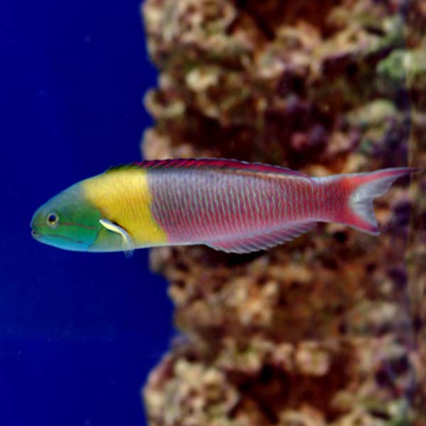 Paddlefin Wrasse Paddlefin Wrasse
